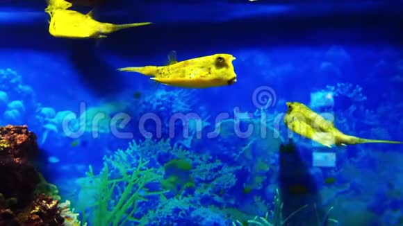 黄花鱼在蓝水下游泳视频的预览图
