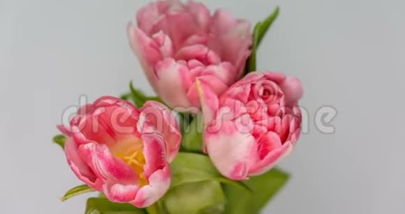 白色背景上盛开的粉红色郁金香花的时间视频的预览图