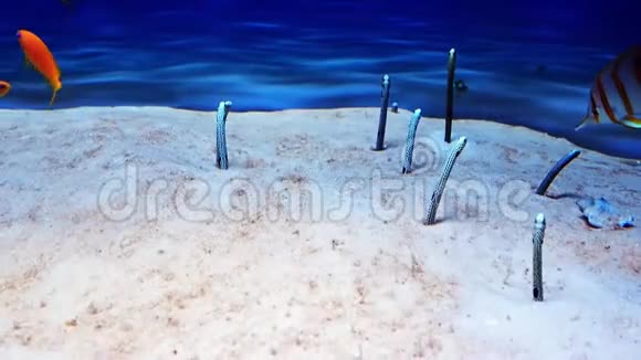 塔尼奥孔格哈西在沙底发现花园鳗鱼视频的预览图