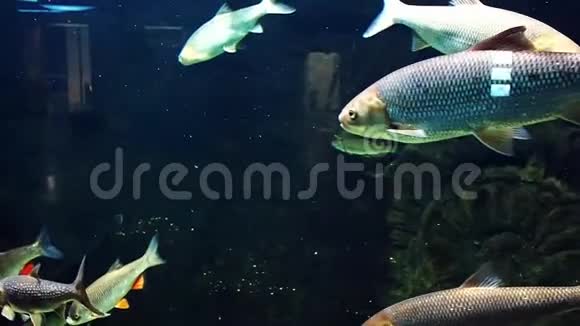 鱼陆克和其他淡水欧洲河鱼在水下游泳视频的预览图