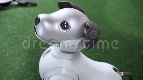 可爱的日本机器人狗转头看着相机视频的预览图
