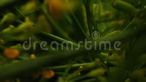 绿色鳃近距离幼花序的运动视频的预览图