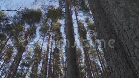 松林中的风视频的预览图