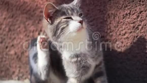 小猫爪子抓在耳朵后面户外特写人像家养动物中的跳蚤和蜱视频的预览图