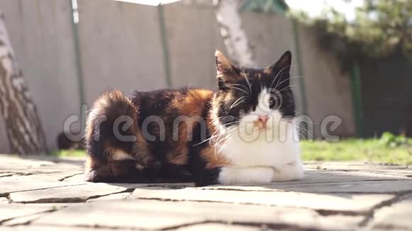 可爱的三色猫在夏天阳光明媚的花园里躺在石头地板上视频的预览图