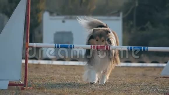 大型牧羊犬通过障碍障碍敏捷性比赛长毛牧羊犬跳过酒吧进入溜槽布洞视频的预览图