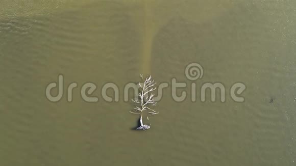 水面上的一个小波纹是一棵干燥的树河水是棕色的视频的预览图