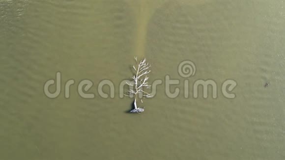 水面上的一个小波纹是一棵干燥的树河水是棕色的视频的预览图