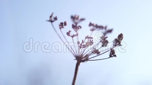 晴朗蓝天背景下干燥的秋花视频的预览图