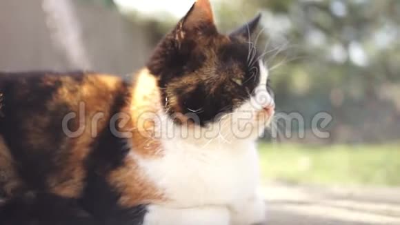 可爱的三色猫在夏天阳光明媚的花园里躺在石头地板上视频的预览图