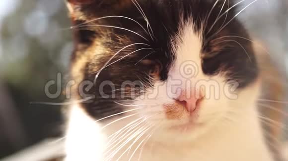 可爱的三色猫脸特写在一个夏天的花园宠物在户外放松马尼基内科基蒂视频的预览图