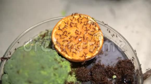 蚂蚁在实验室吃橘子和西兰花视频的预览图