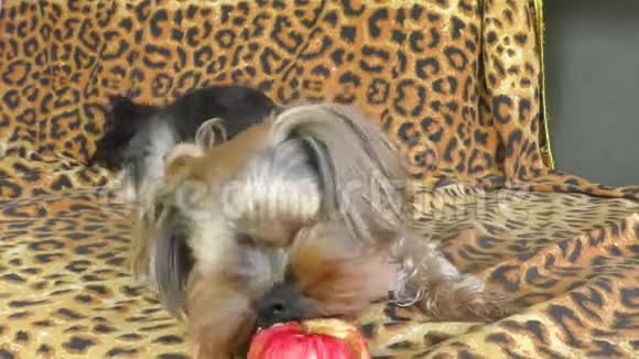 约克郡猎犬吃苹果视频的预览图