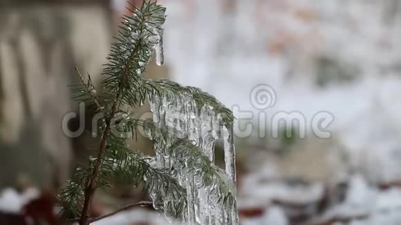 冰冻针叶树树枝被冰柱覆盖低角度视频的预览图