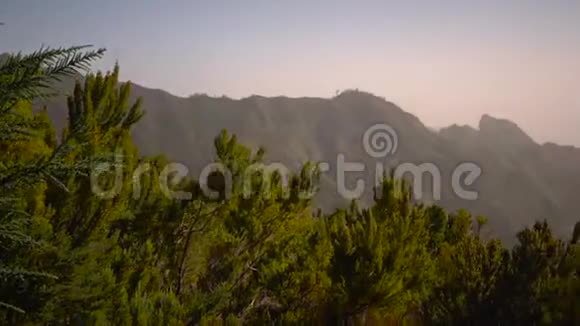 具有山脉的美丽森林景观热带森林草木随风摇曳视频的预览图
