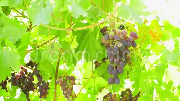 葡萄园里成熟的葡萄秋天多汁的葡萄晴天黄叶视频的预览图