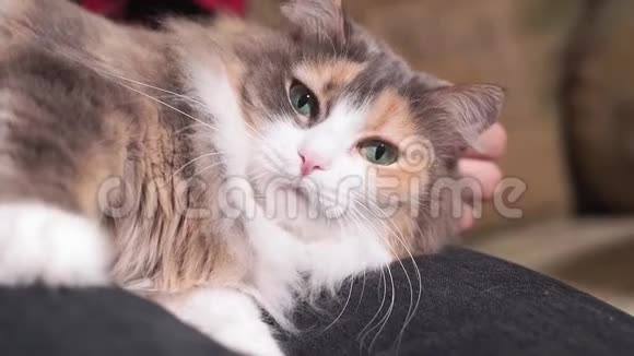 踩着一只毛茸茸的猫特写躺在他的大腿上选择性聚焦宠物动物视频的预览图