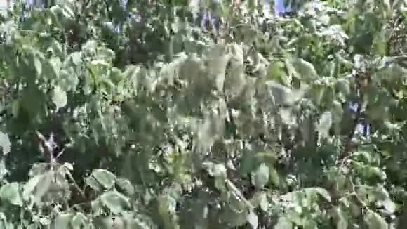 风中的核桃树有机坚果风中的树枝强风视频的预览图
