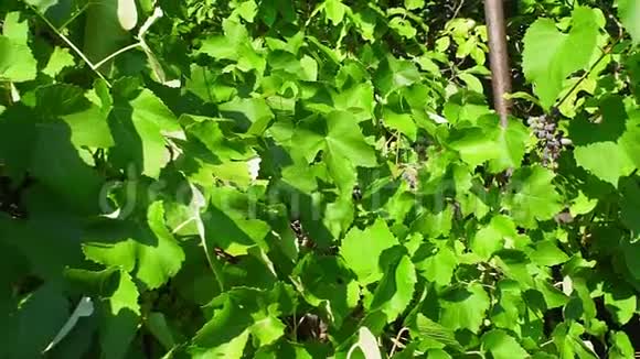 家里葡萄园的叶子葡萄种植视频的预览图