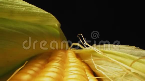黑色背景极端近景玉米芯上的成熟玉米视频的预览图
