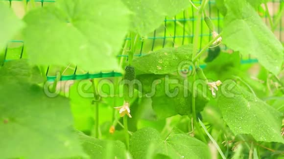 成熟多汁的绿色黄瓜黄瓜生长在温室的藤蔓上关闭角度有机农业概念视频的预览图