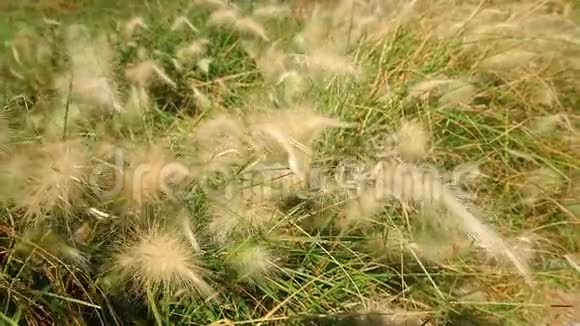 草花在风中吹阳光在大自然中吹太慢了视频的预览图