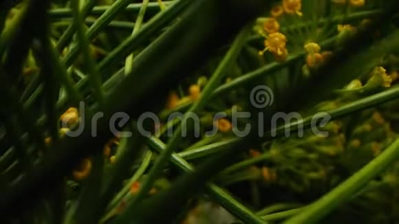 在模糊背景上有花序的鳃枝视频的预览图