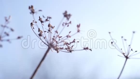 晴朗蓝天背景下干燥的秋花视频的预览图