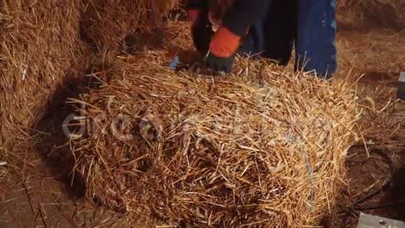 工人从稻草桶里抽出一根绳子视频的预览图