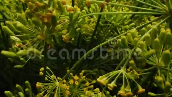 运动通过新鲜的绿色鳃与茂盛的花序视频的预览图