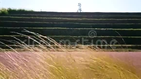 在土耳其被风吹过的芦苇草超级慢动作视频的预览图