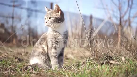 三色小猫坐在阳光明媚的花园里的绿草上视频的预览图