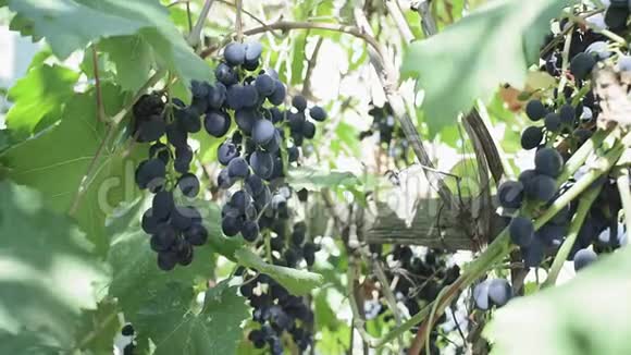 秋收日落时葡萄园的葡萄成熟的蓝色葡萄酒浆果聚集视频的预览图