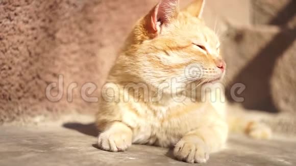 在一个阳光明媚的夏天可爱的姜猫在房子附近的石头地板上睡着了视频的预览图