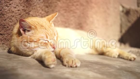 在一个阳光明媚的夏天可爱的姜猫在房子附近的石头地板上睡着了视频的预览图