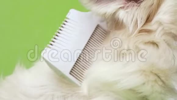 在绿色的背景上用一只手把白色毛茸茸的可爱的小狗奇瓦瓦抱起来视频的预览图