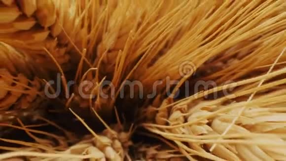 深色背景下成熟小麦小穗的一束视频的预览图