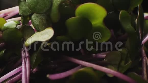 用水滴在黑色背景宏观上的菠菜视频的预览图