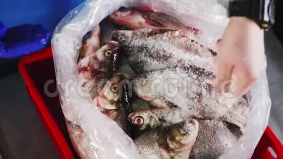 在塑料包装的特写镜头里人们给一堆鱼加盐视频的预览图