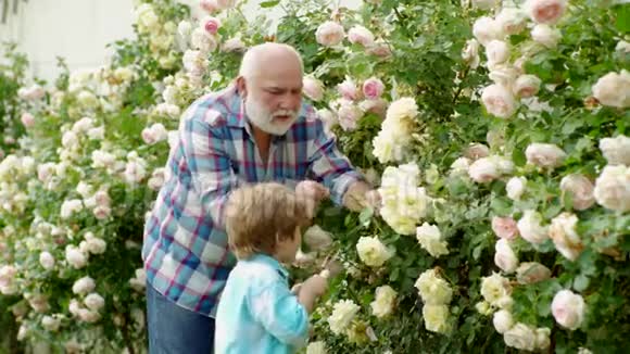 孩子们正在花园里浇玫瑰花爱好和休闲退休计划小男孩和爸爸视频的预览图