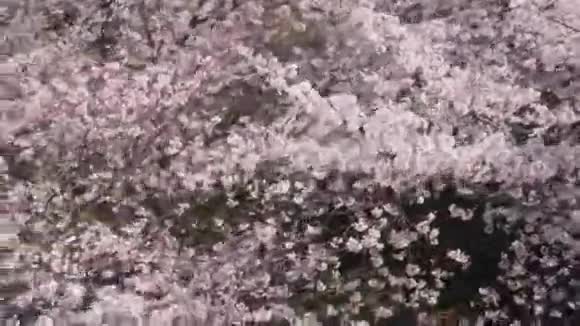 春天的樱花树视频的预览图