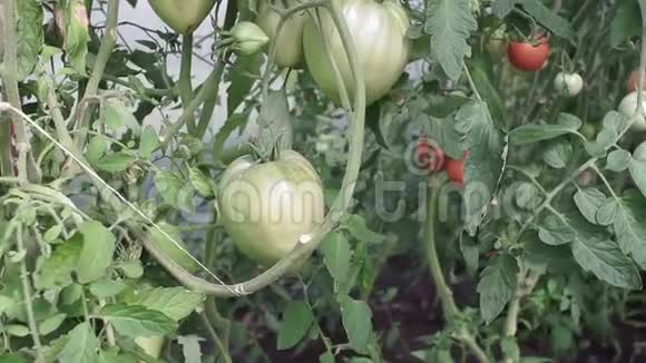 绿色西红柿的种植农夫检查温室里的绿色西红柿视频的预览图