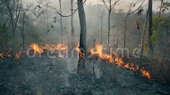 气候危机国家公园的大火焰森林大火摧毁了森林4k视频的预览图