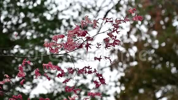 红色和干燥的枫叶在风中轻轻地吹着视频的预览图