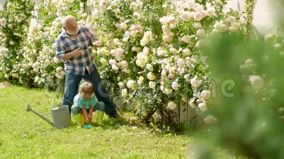 护花和浇水祖父在花圃附近的花园里工作祖父退休年龄的概念视频的预览图