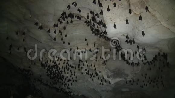 许多蝙蝠挂在山洞里视频的预览图