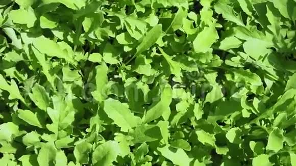在户外种植新鲜的木耳沙拉健康的有机蔬菜视频的预览图