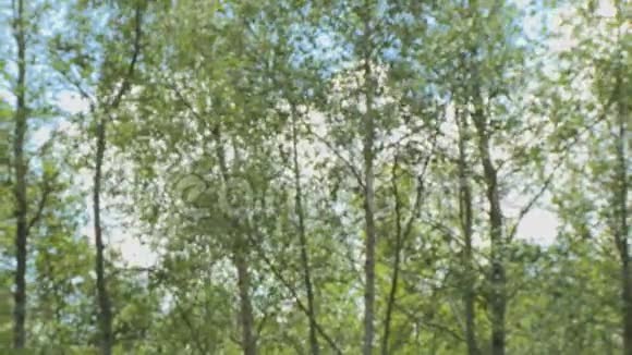 桦树在风中摇曳视频的预览图