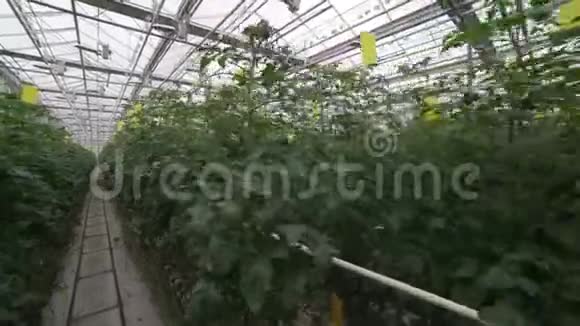 番茄温室植物护理农学家检查树叶视频的预览图
