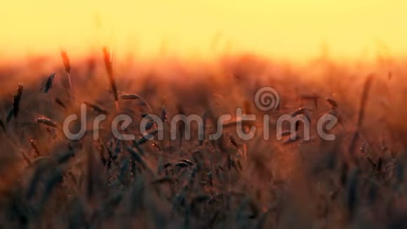 日落背景上的麦穗视频的预览图